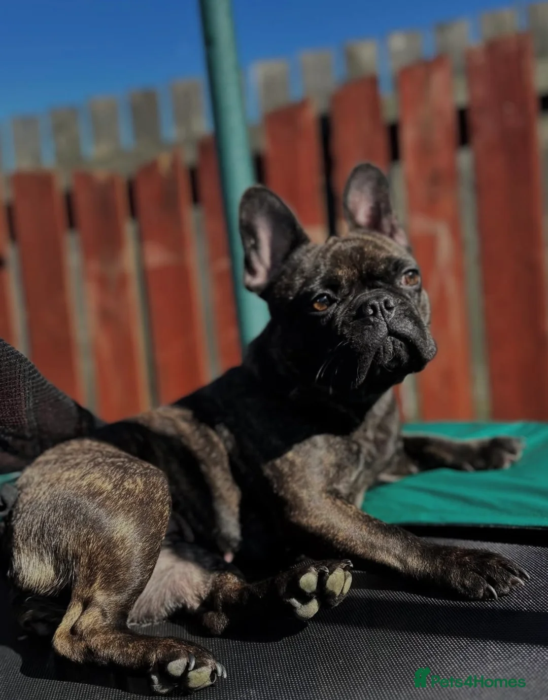 French Bulldog dogs for stud: Female Frenchie - Ready to Mate.  in Glasgow - Advert 1