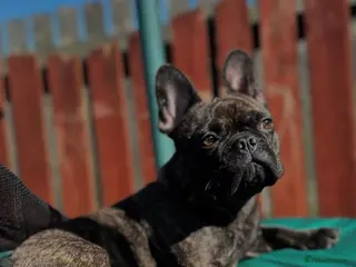 French Bulldog dogs Female Frenchie - Ready to Mate. - Advert 5