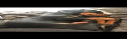 Miniature Dachshund dogs for sale: 4 black & tan miniature dachshund puppies. - Advert 11