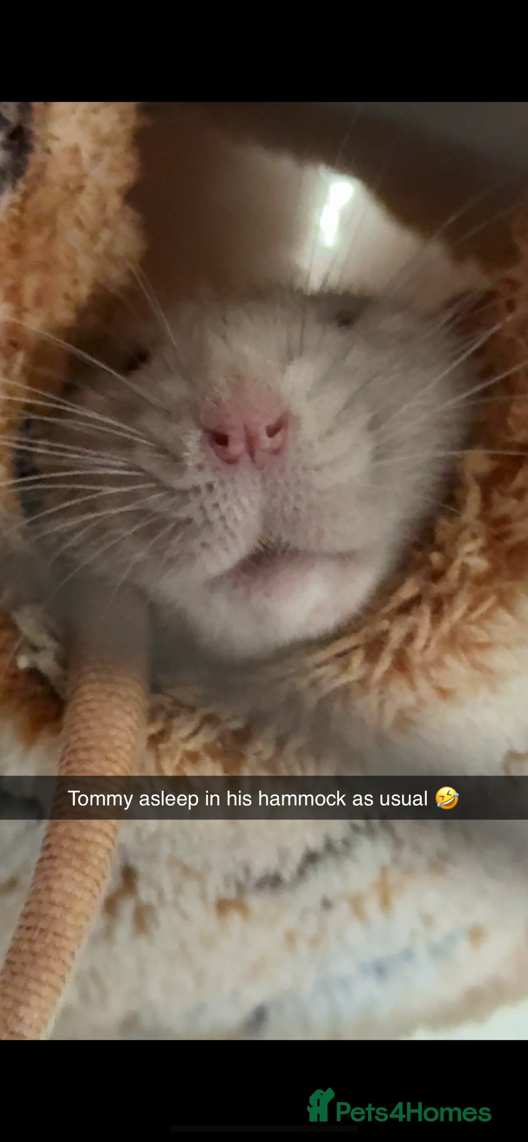 Rat rodents for sale: Dumbo male rats - Image 3