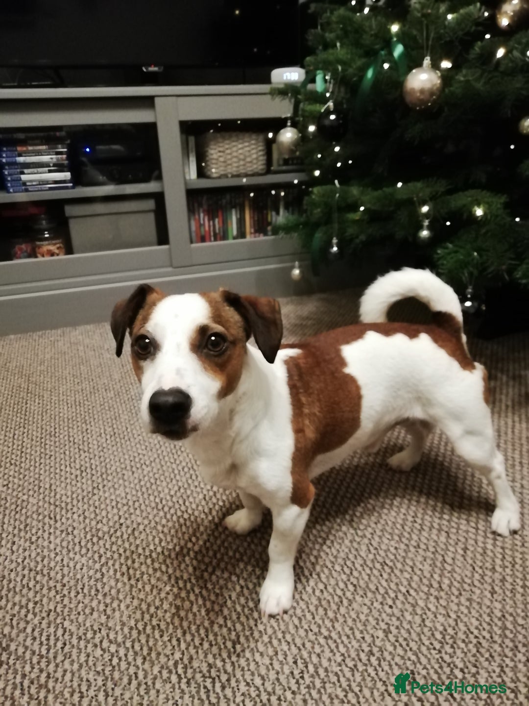 Jack Russell dogs for stud: Jack Russel stud - Advert 1