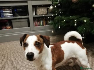 Jack Russell dogs Jack Russel stud - Advert 4