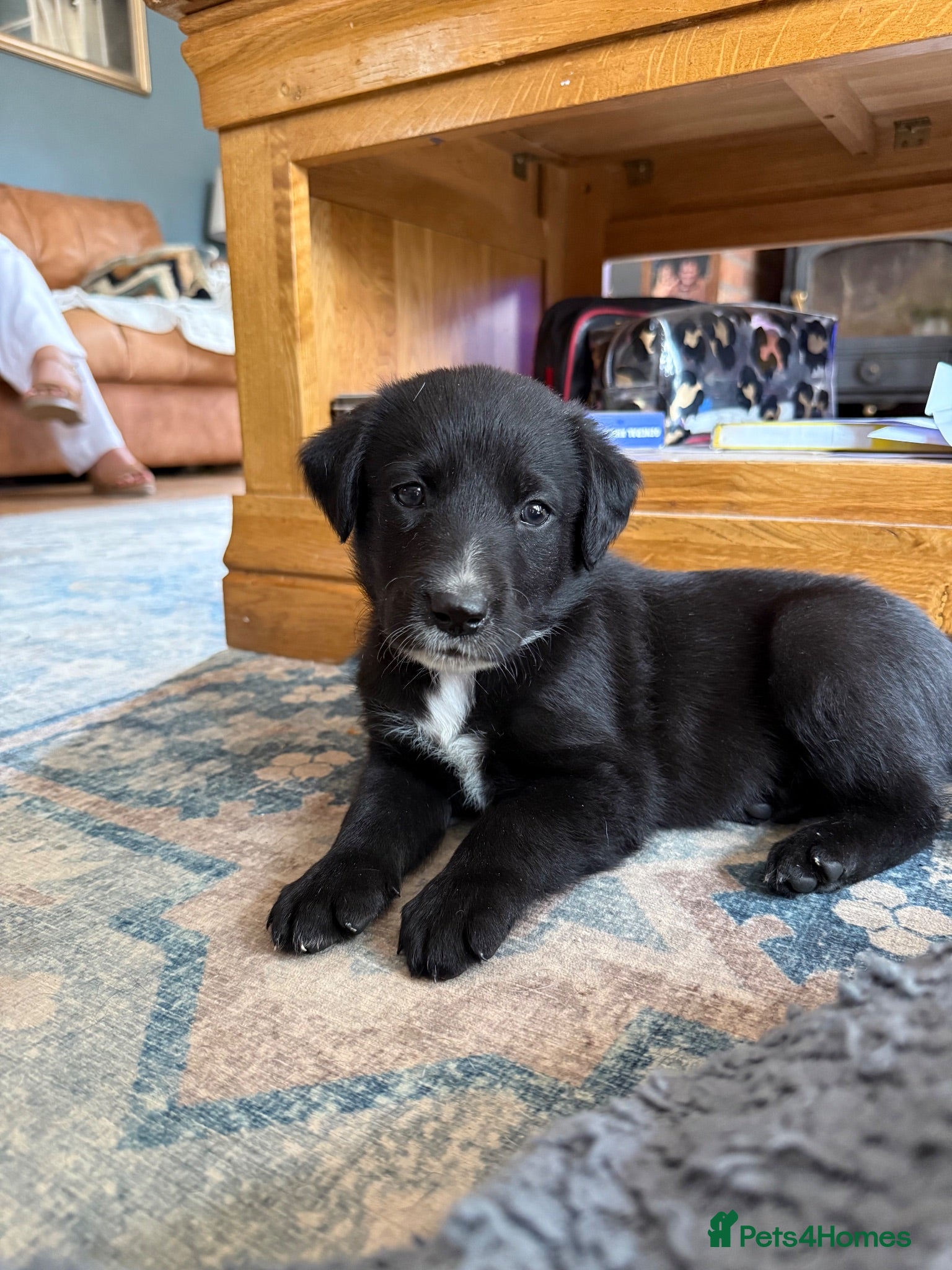 Borador dogs Stunning Lab x Collie, cream, black & chocolate! - Advert 1