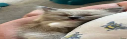 Ragdoll cats for sale: 2 Gorgeous Ragdoll Kittens - Advert 5
