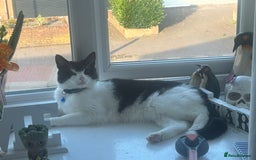 Domestic Shorthair cats for sale: Male loving cat £30 - Image 5