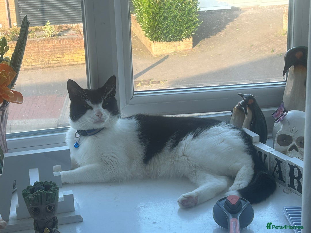 Domestic Shorthair cats for sale: Male loving cat £30 - Image 5