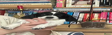 Sprocker 2