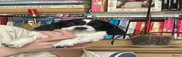 Sprocker dogs for sale: Beautiful F2 Sprocker Puppies  - Advert 38