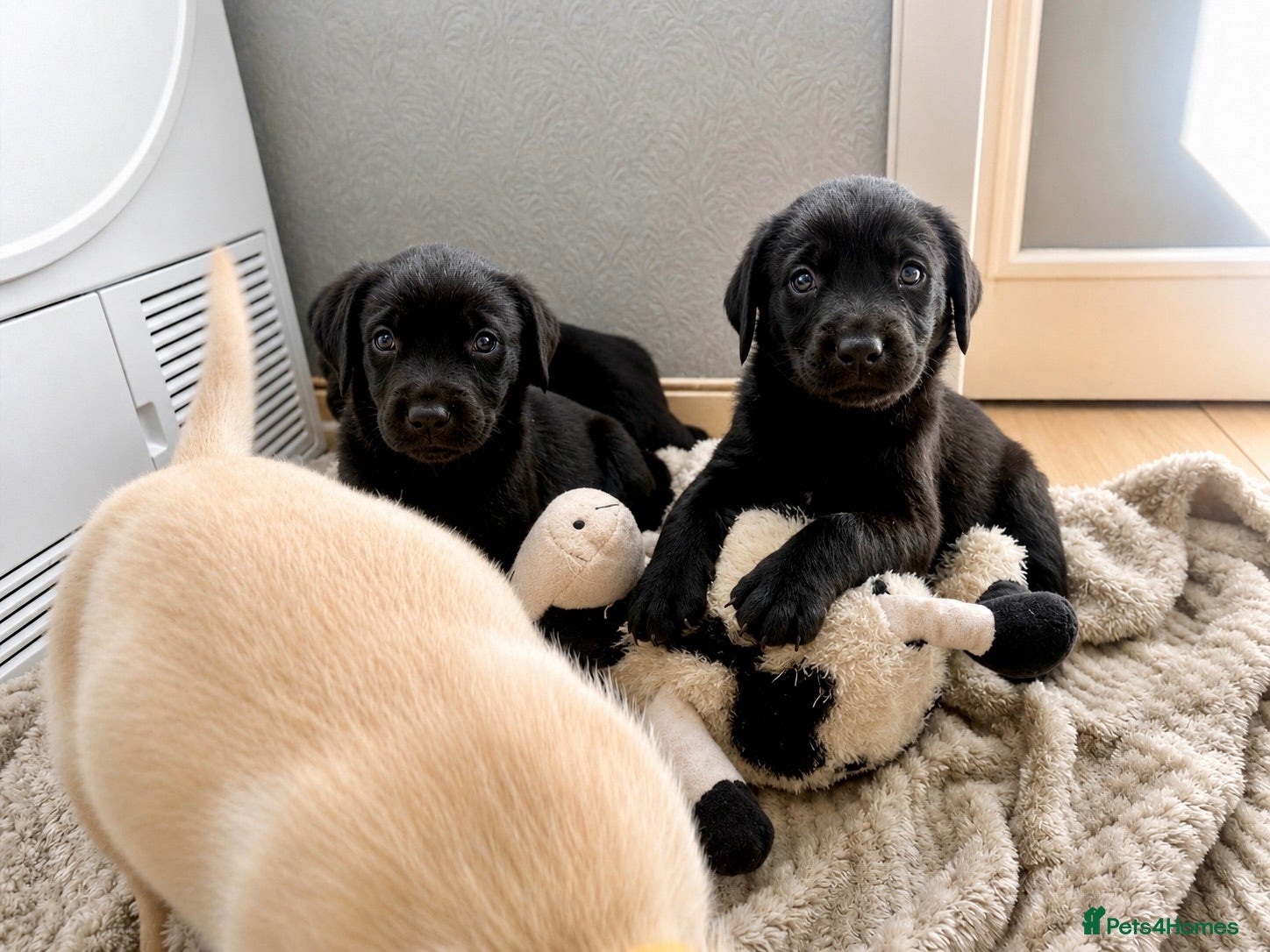 Labrador Retriever dogs Labrador puppies - Advert 10
