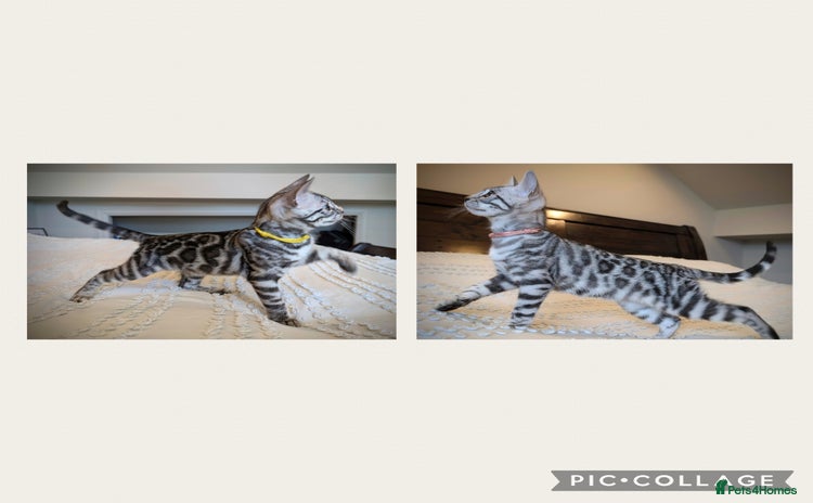 Bengal cats in Barnoldswick - Advert 9