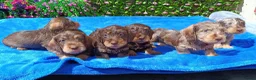 Miniature Dachshund dogs for sale: QUAILTY MINI WIRES KC REG PRA LAFORA CLEAR - Advert 13