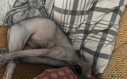 Sphynx cats for sale: Sphynx  - Image 2