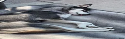 Siberian Husky dogs for sale: Beautiful & Friendly Siberian Husky - Advert 1