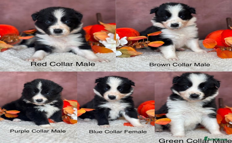 Border Collie dogs - Advert 3
