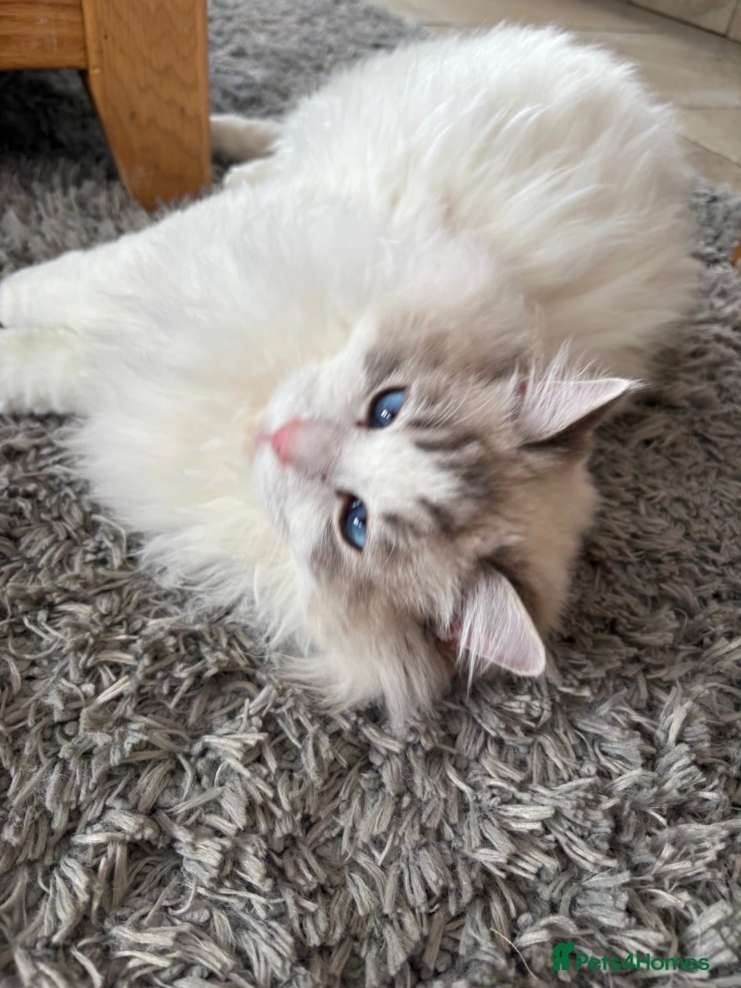 Ragdoll cats for stud: Friendly Stud Cat Available 🩵 - Advert 2