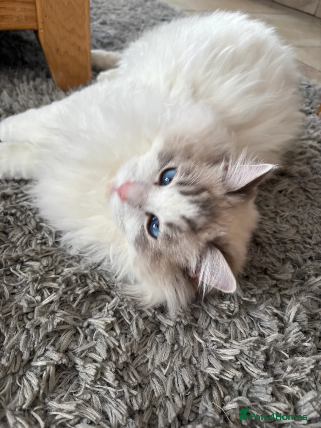 Ragdoll cats for stud: Friendly Stud Cat Available 🩵 - Advert 3