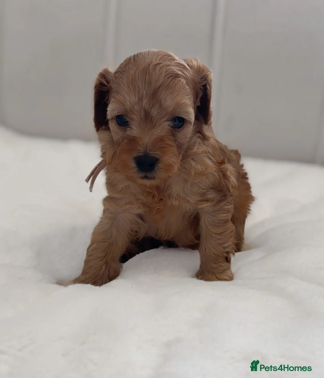Cavapoo dogs for sale: Beautiful Cavapoo Puppies Looking for Forever Home - Advert 2