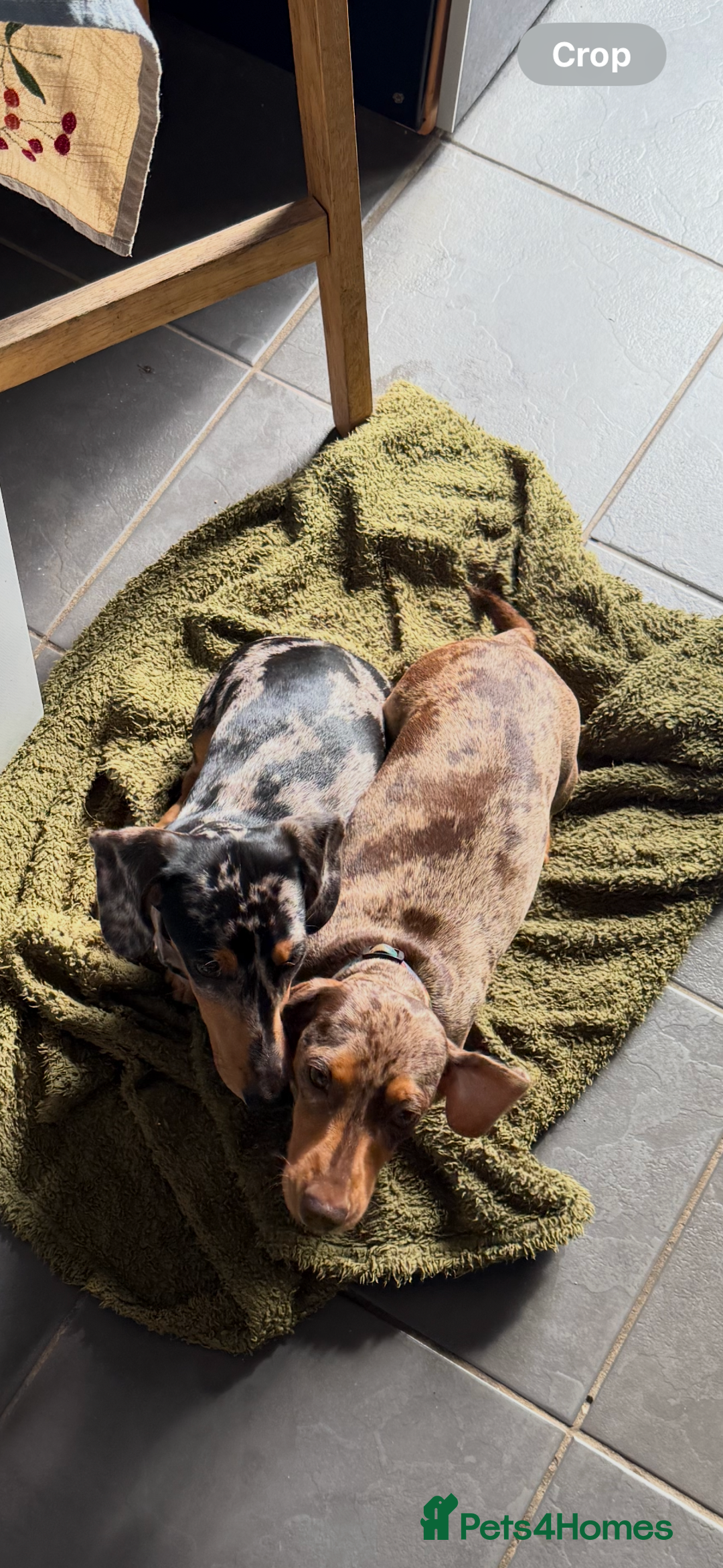 Miniature Dachshund dogs for sale: Male Silver Dapple Miniature Dachshund's  - Image 12