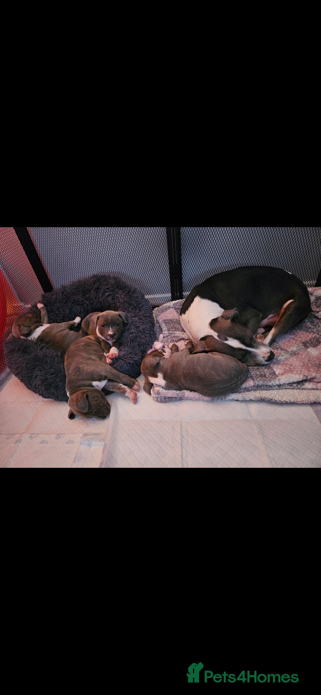 Staffordshire Bull Terrier dogs for sale: Staffy Puppies. Exceptional Temperament. - Advert 20