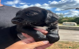 Springador dogs for sale: Springdor puppies  - Image 9