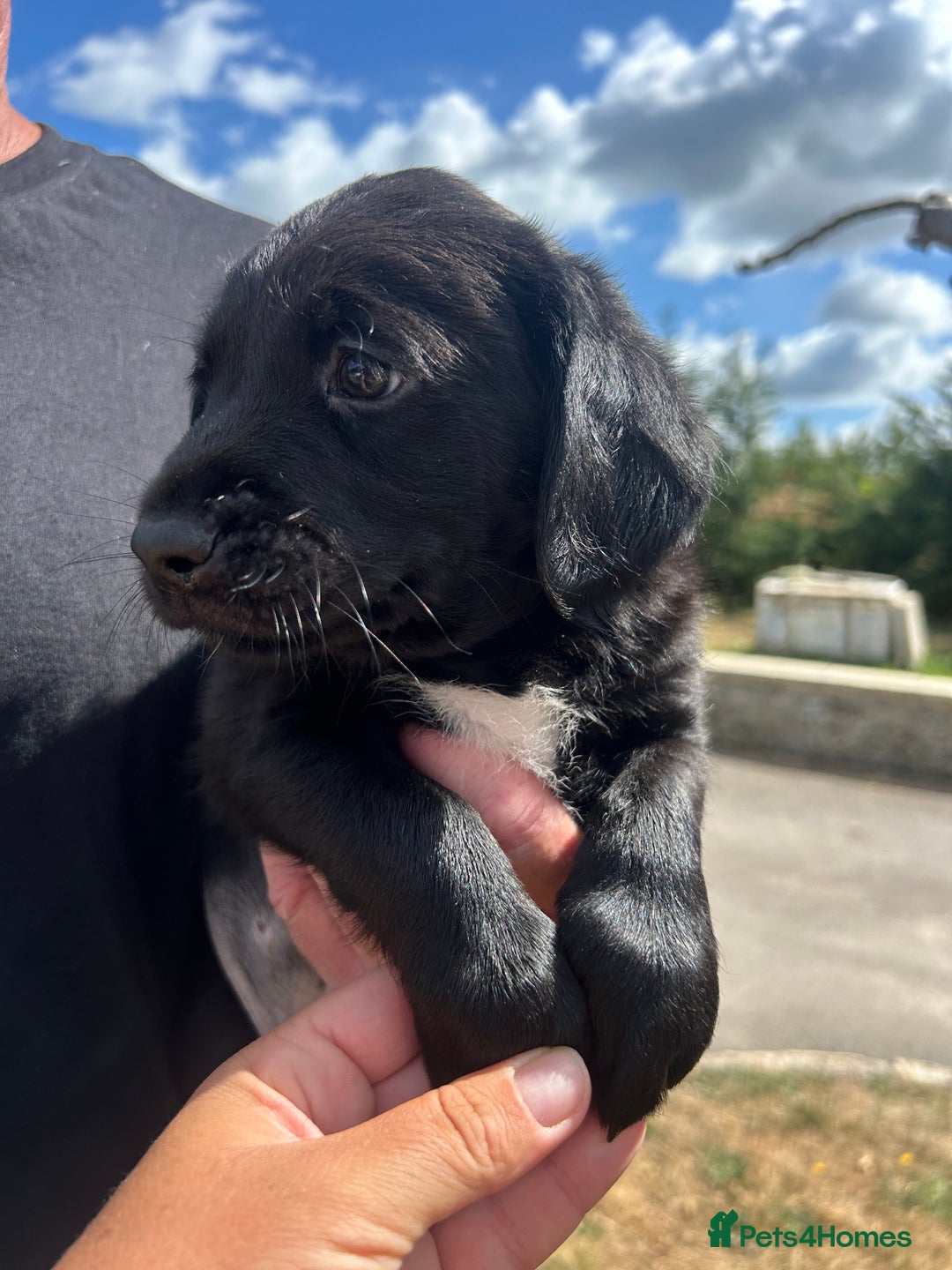 Springador dogs for sale: Springdor puppies  - Image 9
