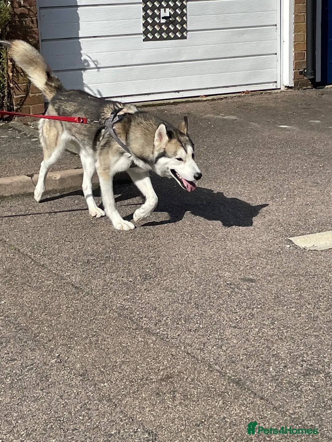 Siberian Husky dogs for sale: Beautiful boy needing forever home - Image 9