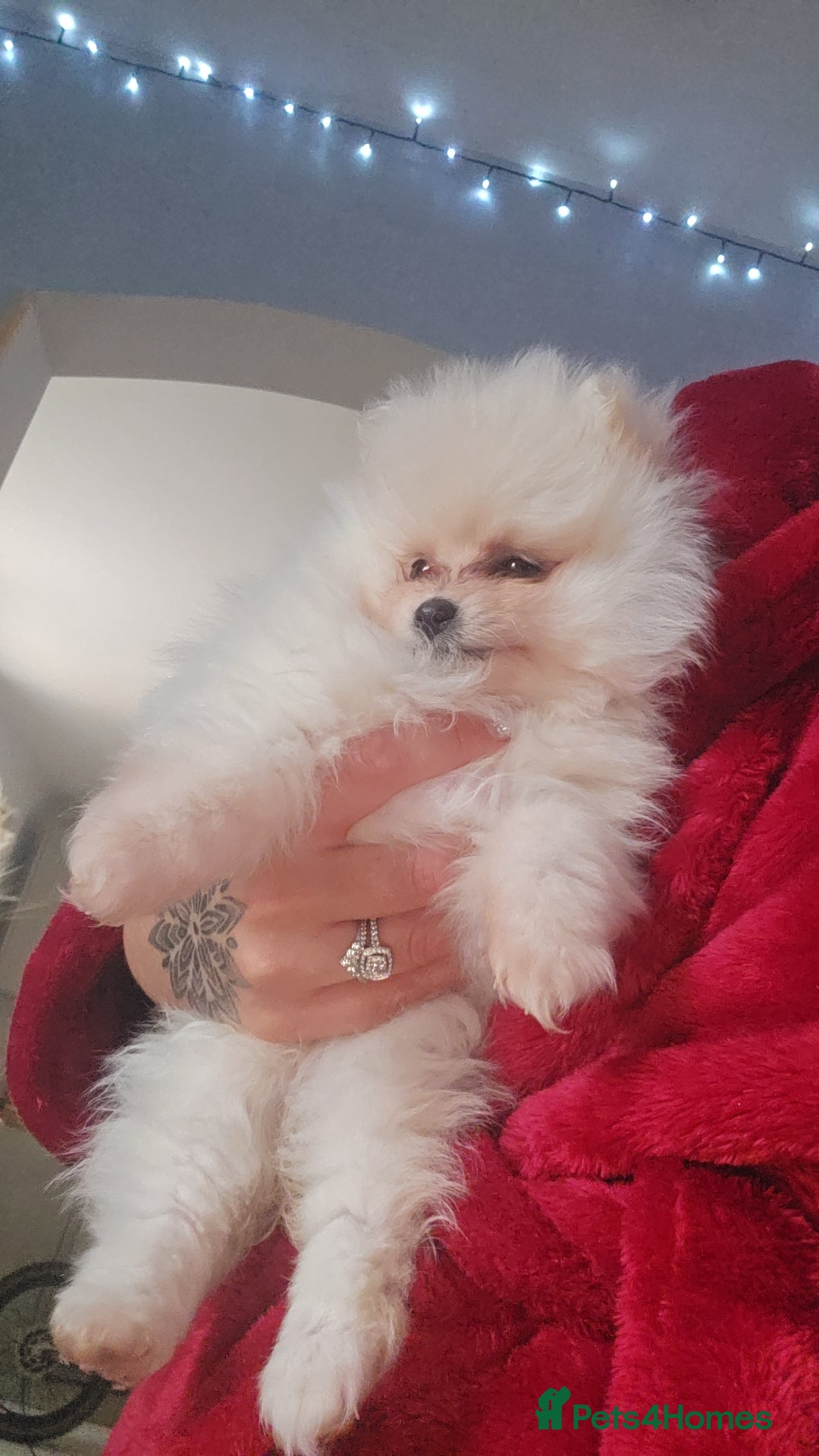 Pomeranian dogs for sale: Beautiful pomeranians  - Advert 5