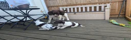 English Springer Spaniel dogs for stud: English Springer Spaniel at Stud..Proven. - Advert 2