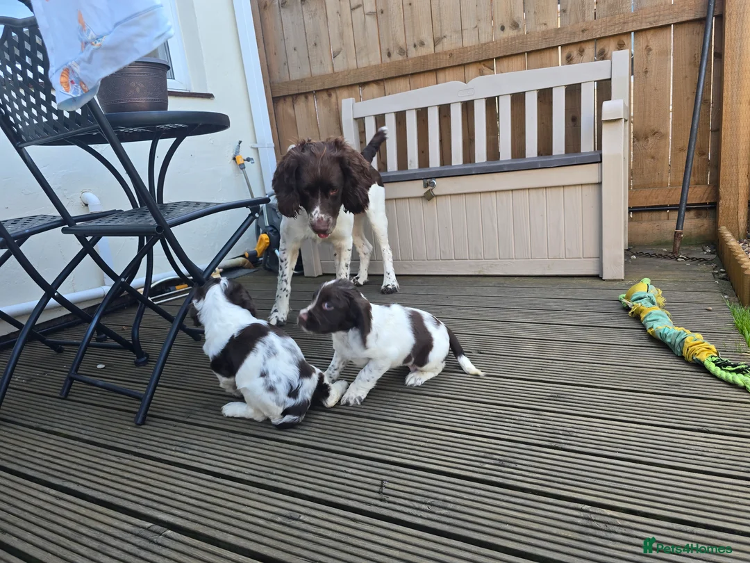 English Springer Spaniel dogs for stud: English Springer Spaniel at Stud..Proven. - Advert 2