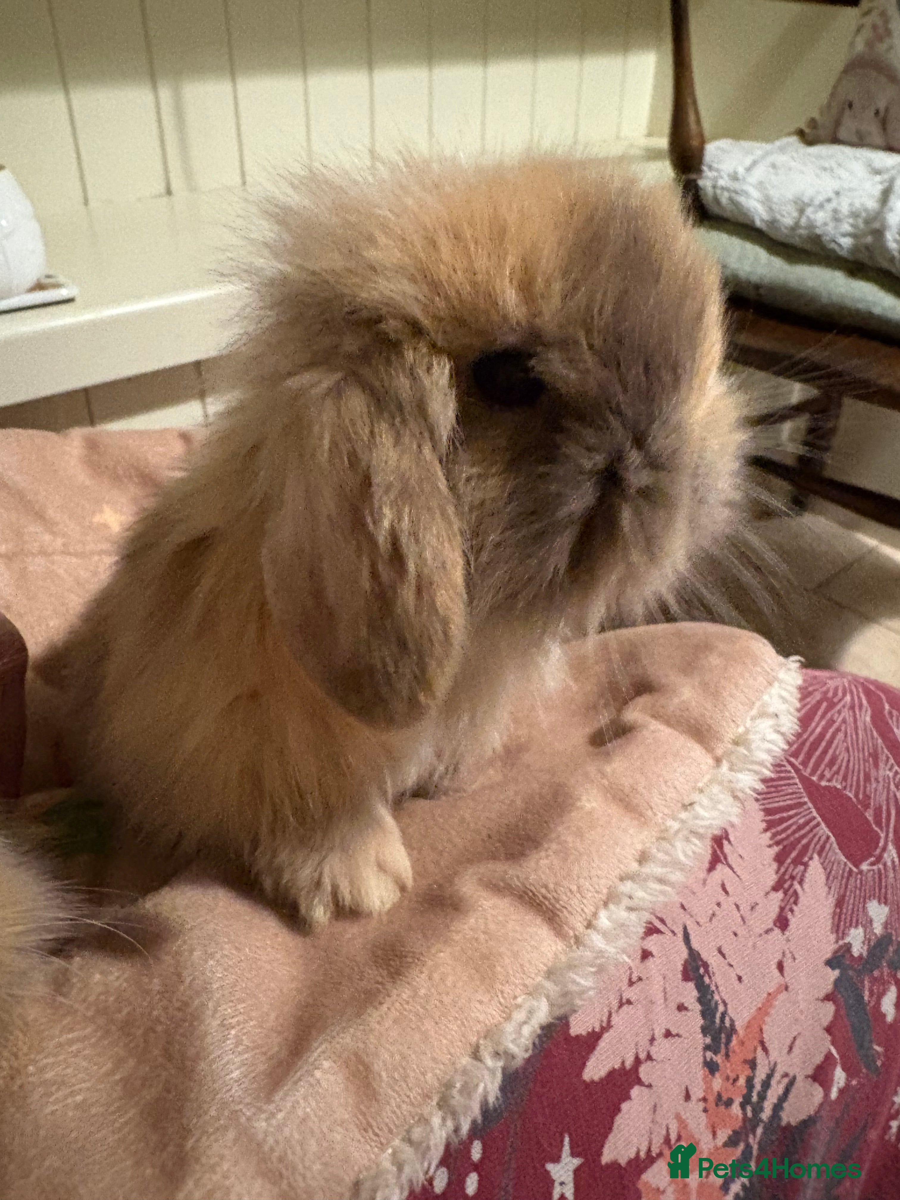 Mini Lop rabbits Raised indoors mini lop and lion lops/vaccinated   - Advert 14