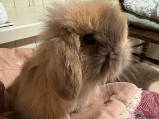 Mini Lop rabbits Raised indoors mini lop and lion lops/vaccinated - Advert 14
