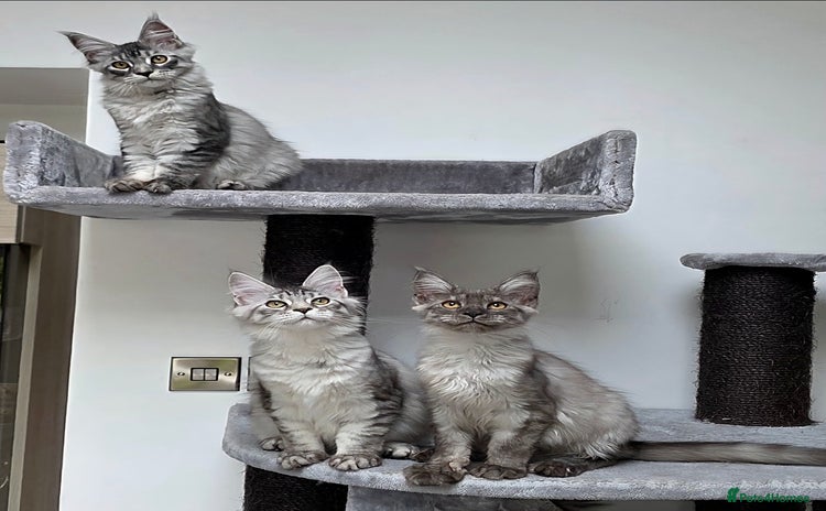 Maine Coon cats - Advert 4