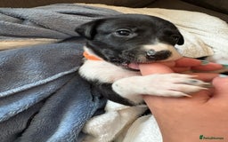 Mixed Breed dogs for sale: Beautiful whippet cross labrador(collie) puppies  - Image 33