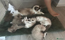Ragdoll cats for sale: Rare European Chunky ragdolls - Image 4