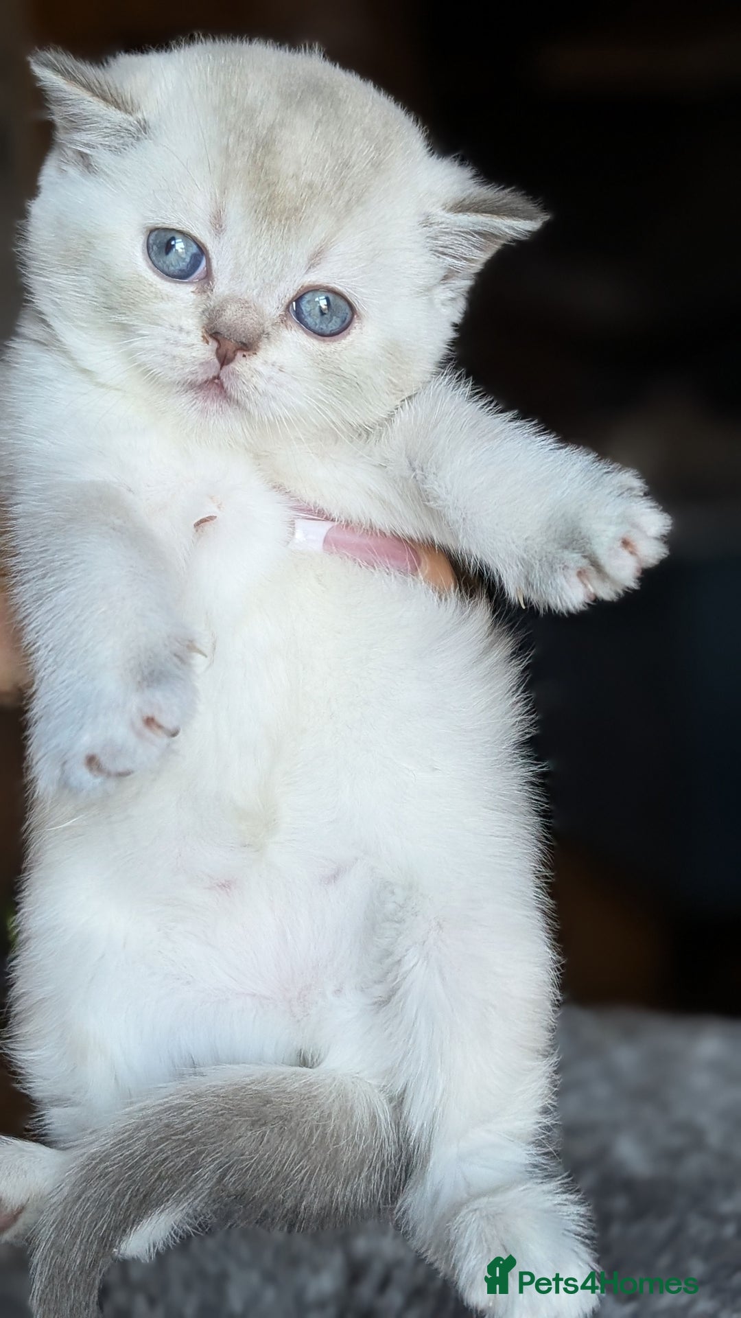 Scottish Fold cats for sale: 🐾TICA red ❣️SCOTTISH Fold•Straight - Advert 37