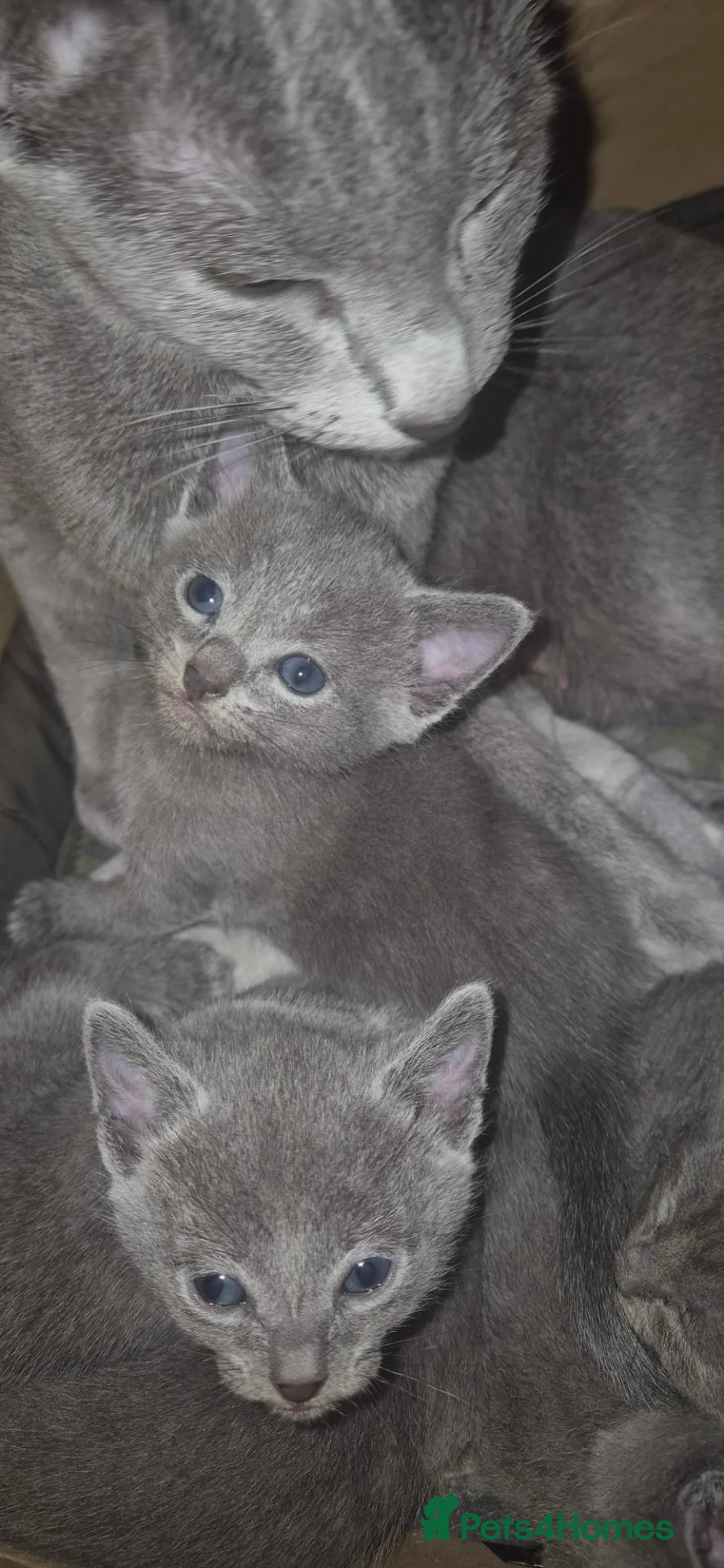 Russian Blue cats for sale: Pure Russian blue kittens 💙 🩵 😸 Last One Boy  - Advert 2