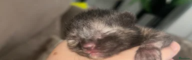 Mixed Breed Kitten 4