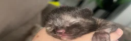 Mixed Breed cats for sale: 4 beautiful kittens  - Advert 2