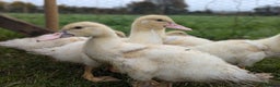 Ducks poultry for sale: Muscovy ducklings - Advert 4