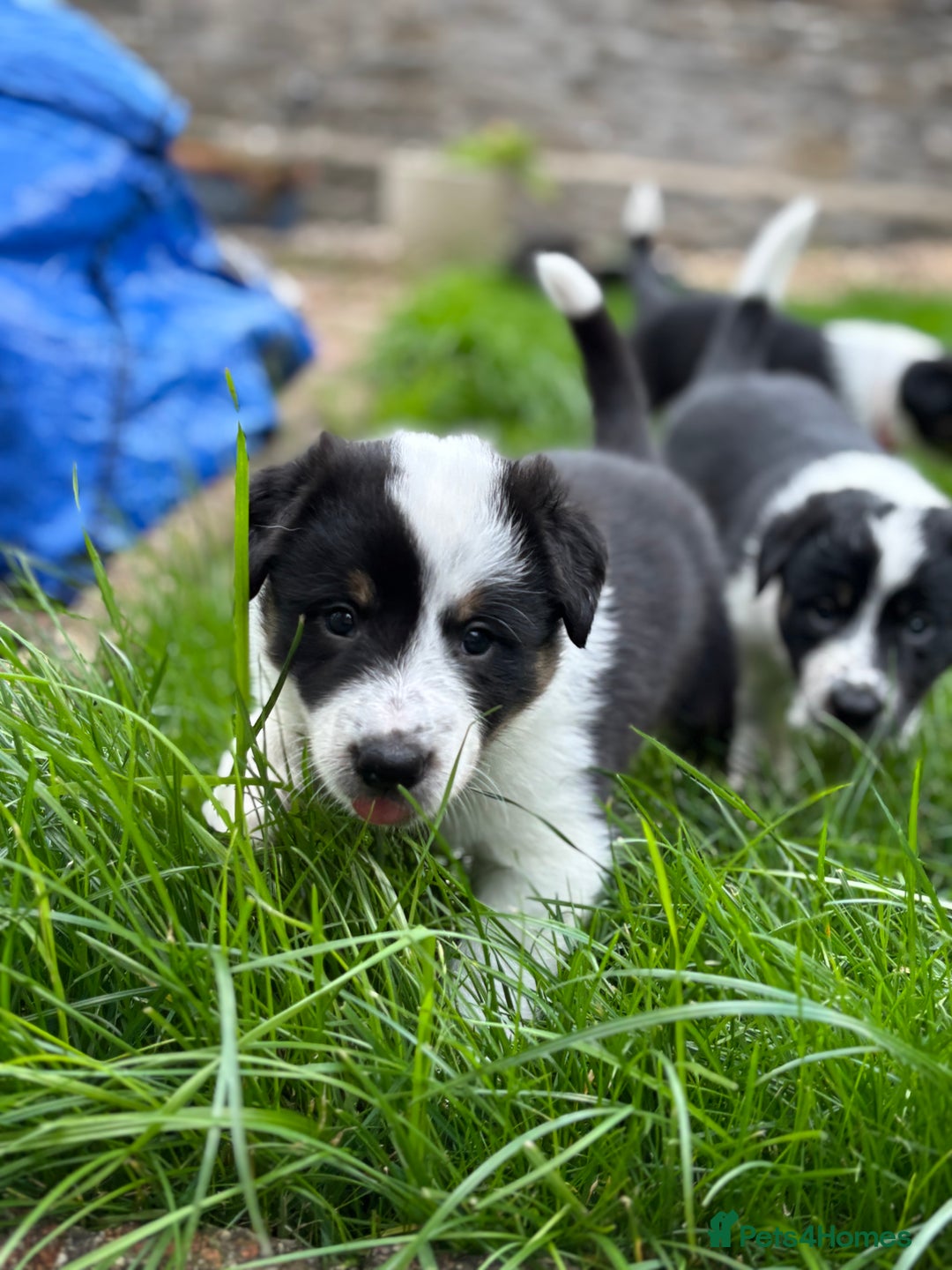 Border Collie dogs for sale: Unique Tri colour and piebald Border Collies  - Image 17