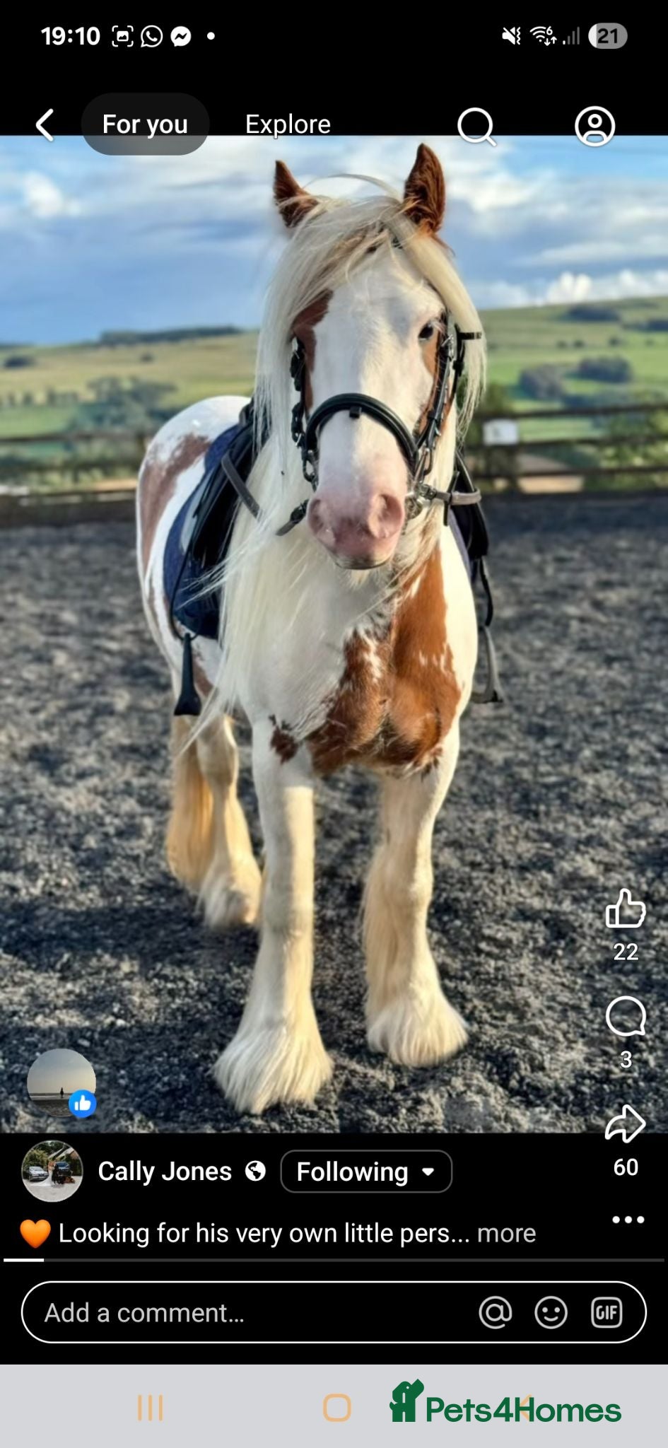 Irish Cob horses Cob gelding for sale - Advert 4