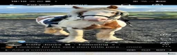 Irish Cob horses for sale: Cob gelding for sale - Advert 1