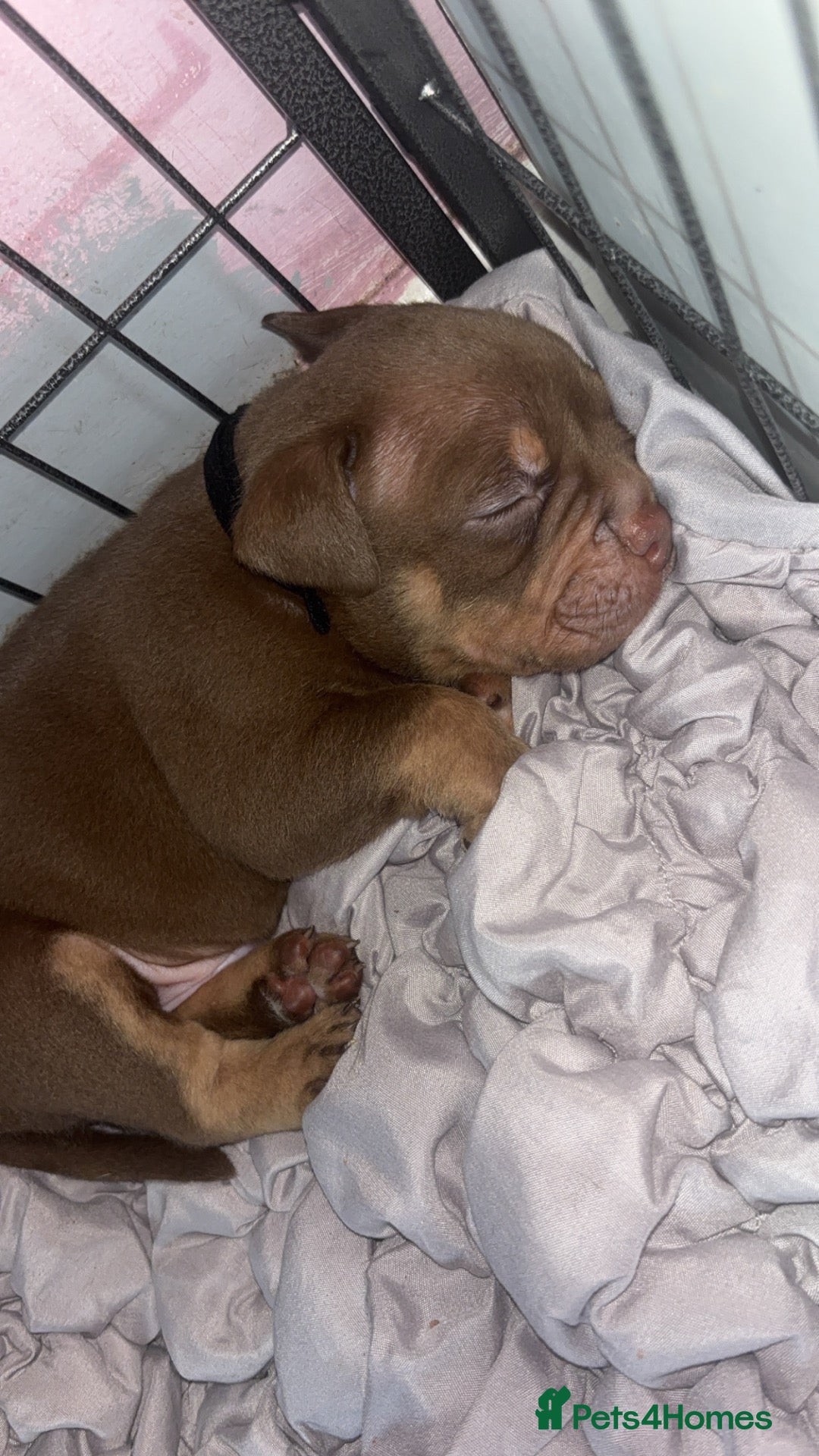 American Bully dogs micro bully  - Advert 8