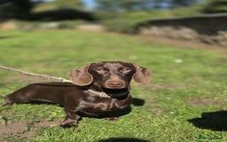 Miniature Dachshund dogs for sale: Dachshund Sad Rehome  - Image 10