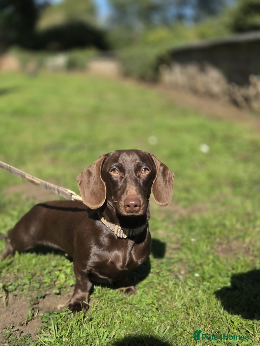 Miniature Dachshund dogs for sale: Dachshund Sad Rehome  - Image 10