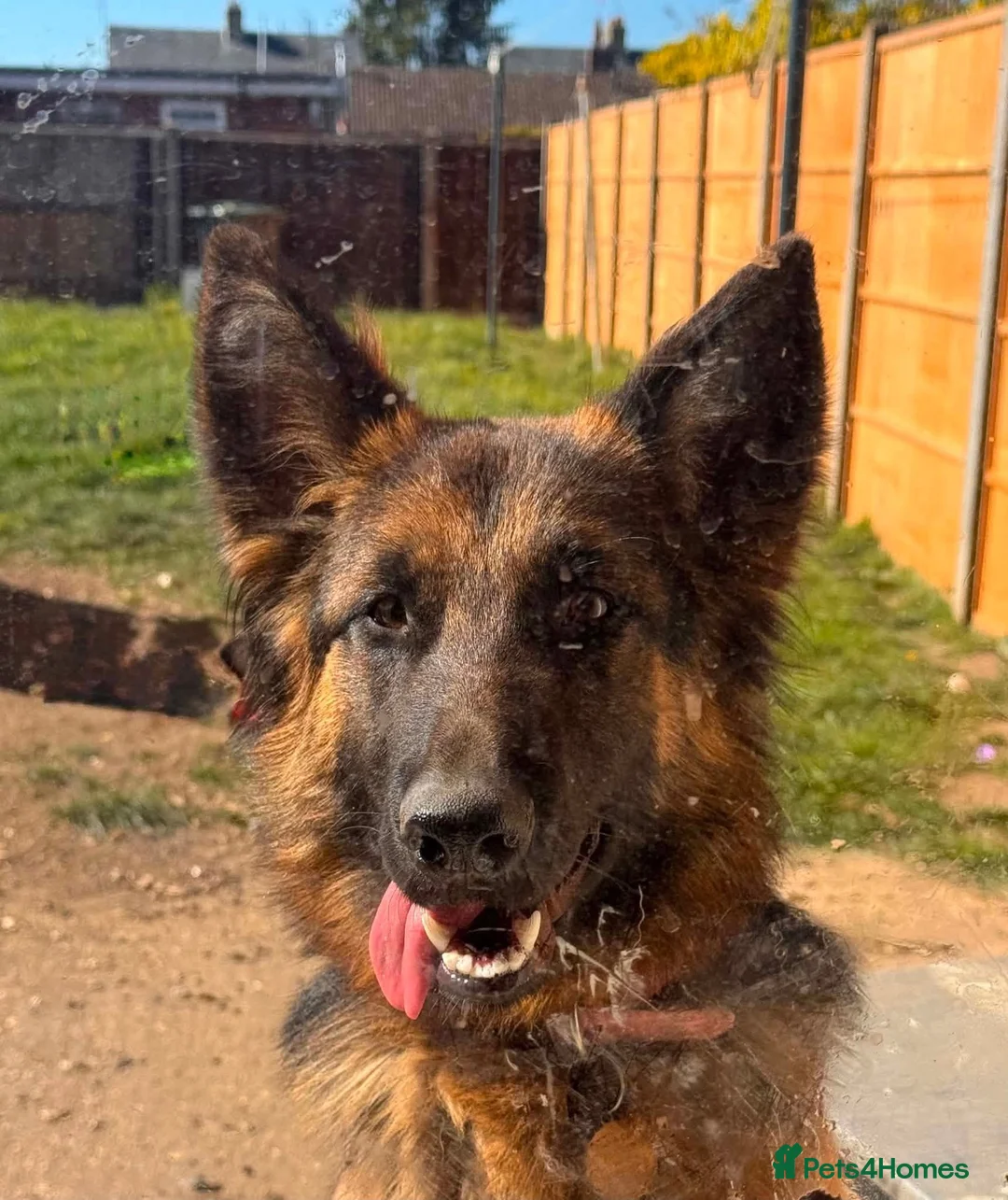 German Shepherd dogs for adoption: Bouncy Miley - Advert 2