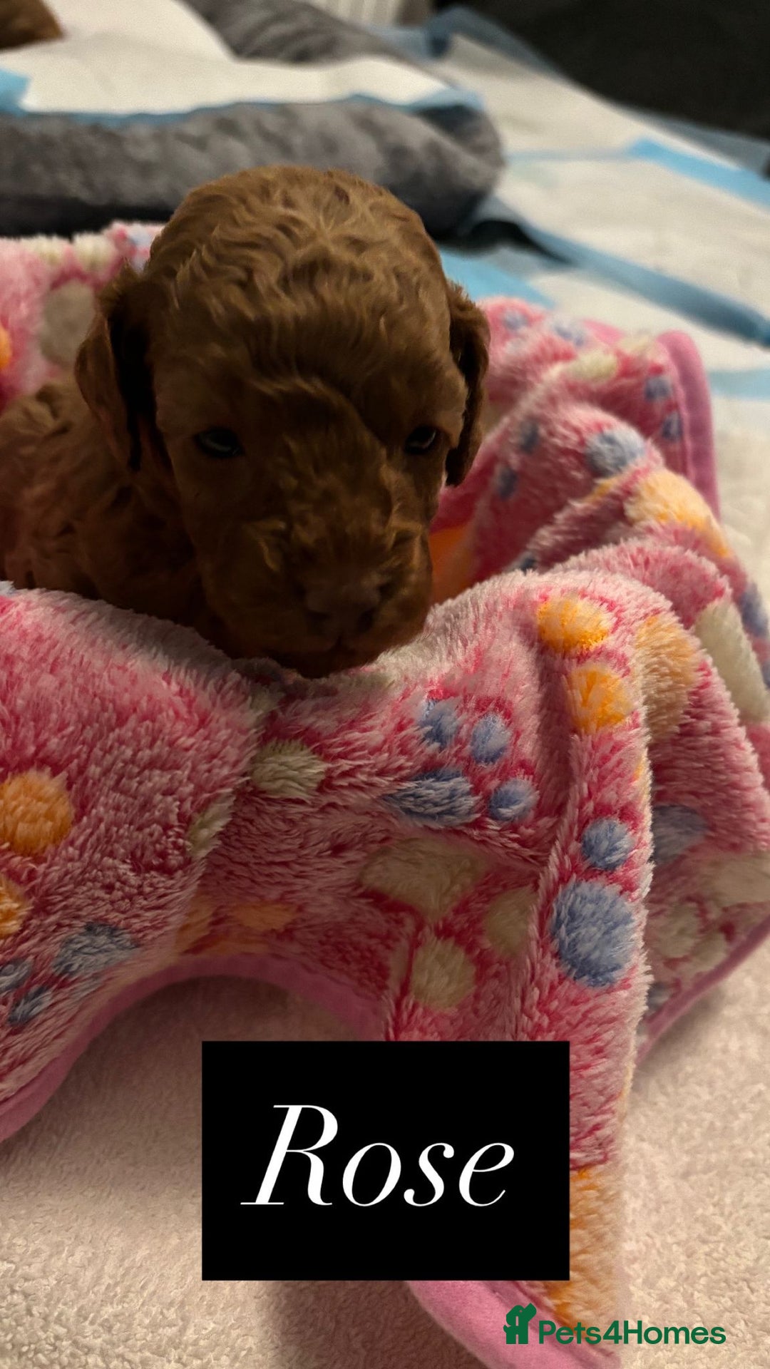 Cockapoo dogs for sale: Beautiful Cockapoo Puppies - Advert 8