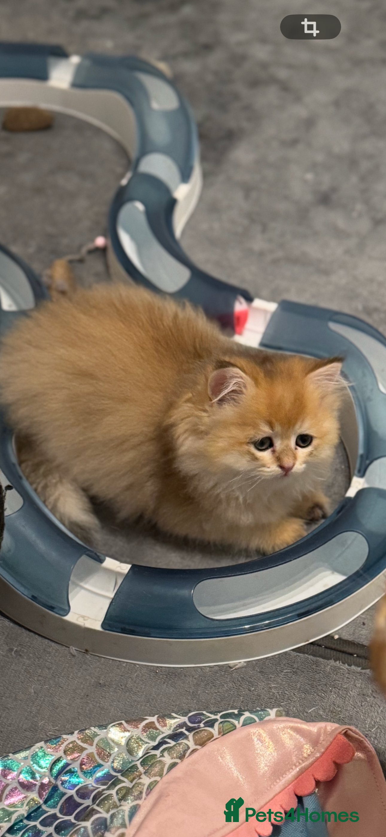 Scottish Fold cats Golden purebred Scottish Straight fenake available - Advert 2