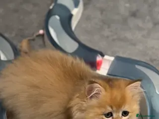 Scottish Fold cats Golden purebred Scottish Straight fenake available - Advert 2