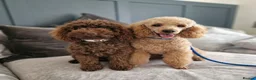 Miniature Poodle dogs for sale: Lovingly Raised Puppies , Miniature Poodles 🐩  - Advert 1